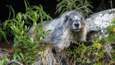 Marmots