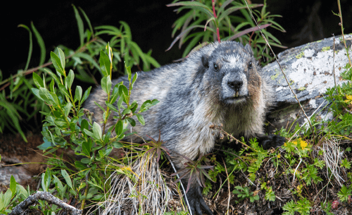 Marmots